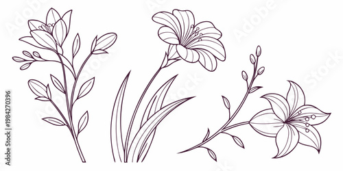 Vintage style floral illustration of lily flowers and stems with botanical illustration blooming monochrome decorative aesthetic artistic isolated ornamental creative