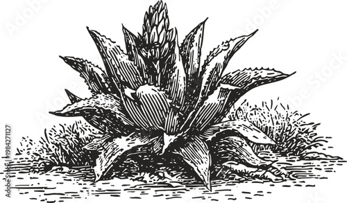 Vintage botanical illustration of agave plant with thick leaves and flowering stalk in black and white