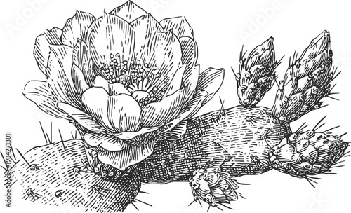 Prickly pear cactus with large blossom and developing fruit, detailed botanical line drawing