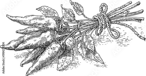 vintage hand drawn bundle of fresh carrots with leaves tied by rope sketch