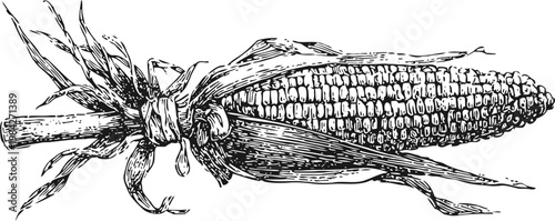 Hand drawn vintage corn on the cob with husk detailed botanical illustration of maize ear in black and white