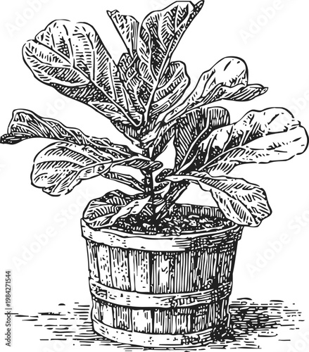Fiddle leaf fig plant in wooden pot houseplant with large textured leaves detailed botanical illustration
