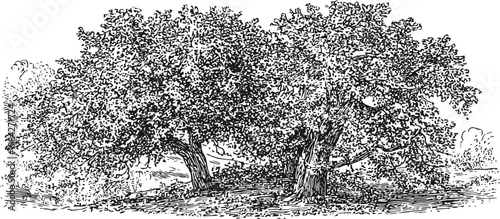 large mature oak trees with expansive canopies in a natural landscape setting, detailed vintage botanical illustration