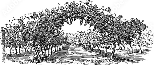Vineyard archway with grapevines and bunches of grapes growing overhead in rustic garden setting