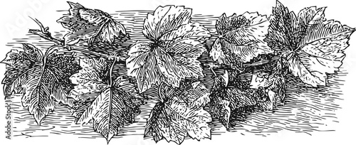 Grape vine branch with detailed leaves vintage botanical illustration of grapevine foliage
