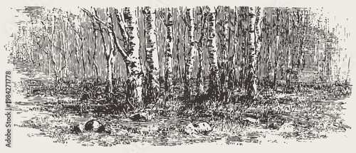birch forest clearing with trees and scattered rocks detailed vintage woodland landscape engraving