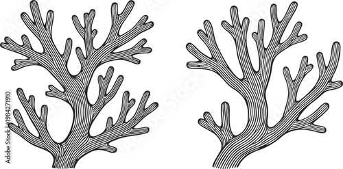 black and white coral branches illustration underwater nature marine plant shapes isolated on white