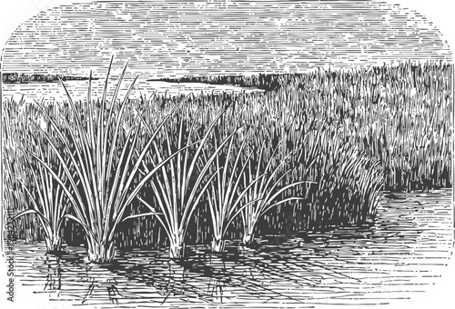 Marsh reeds growing in wetland area vintage black and white engraving of swamp grass and water plants landscape