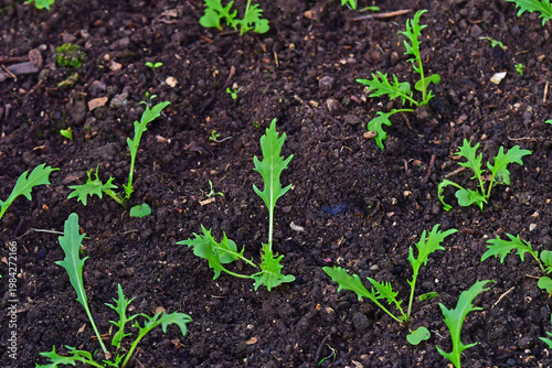 Asia Mizuna salad in a greenhouse in spring
