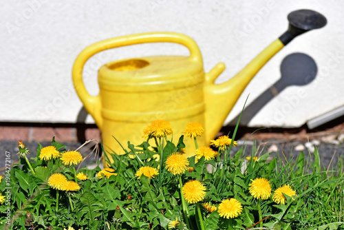 yellow watering can on a green meadow with dandelion flowers in
