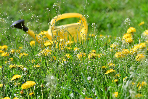 yellow watering can on a green meadow with dandelion flowers in