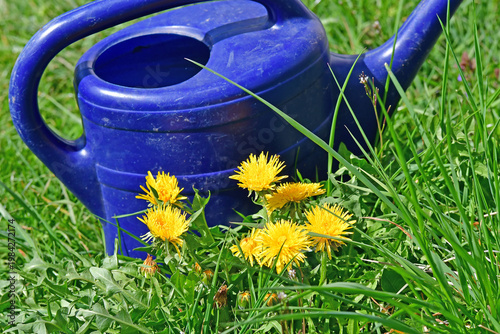 blue watering can on a green meadow with dandelion flowers in sp