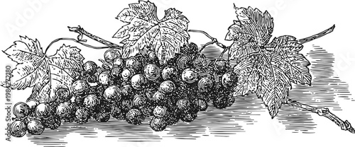 Detailed vintage engraving of grapevine branch with ripe grape cluster and large leaves in black and white
