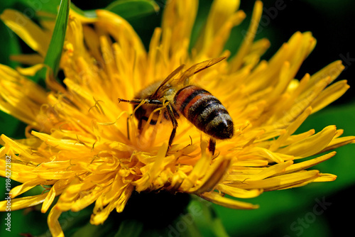 bee on flower of a Dandelion