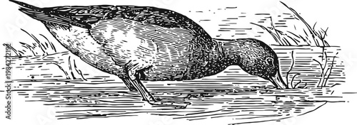 Black duck drinking water from the pond vintage engraved illustration of wild bird in natural habitat