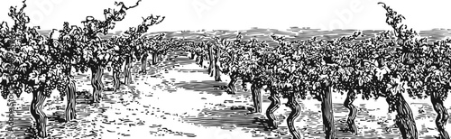 Hand drawn vineyard rows with grapevines countryside agricultural landscape, grape harvest season