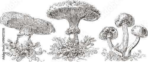 Detailed hand drawn illustration of wild mushrooms with natural textures and intricate root patterns