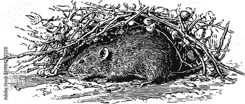 Illustration of a small rodent hiding in a dense bush with twigs and berries, natural habitat scene