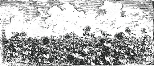 Field of sunflowers under cloudy sky tall blooming plants with leaves and petals in countryside landscape