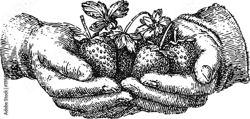 vintage illustration of hands holding ripe strawberries with leaves