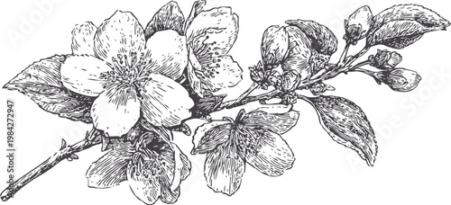 Detailed black and white botanical illustration of blooming flower branch with leaves and buds