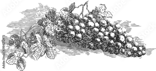 Vintage grapevine illustration with ripe grape cluster and detailed leaves, classic botanical art