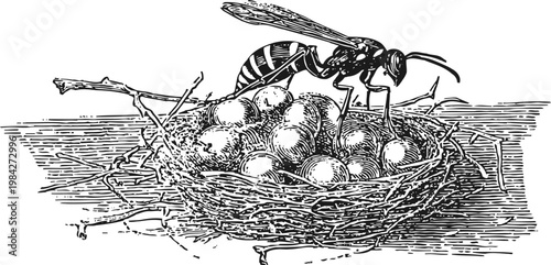 Wasp tending to nest with eggs on a twig, detailed black and white vintage engraving