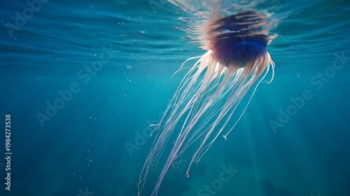Jellyfish floating gracefully clear blue sky
