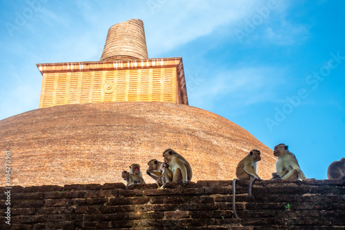 Photos Tourism at Abhayagiri stupa with Monkeys Playing Around the Ancient Stupa