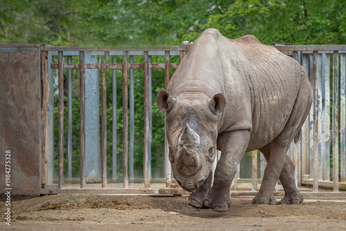 Black Rhinoceros walking near enclosure fence with copy space