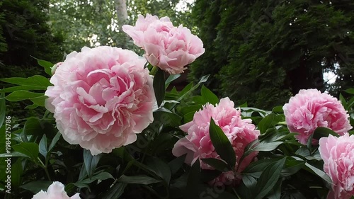 Beautiful pink peony flowers bloom in the garden. Close up of flowering peony bushes.