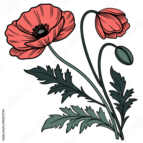 A vibrant and detailed illustration captures the essence of poppy flowers with two open blooms and a single developing bud.