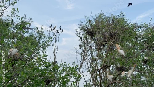 Variety of birds resting and flying in a wetland sanctuary. A beautiful sight.