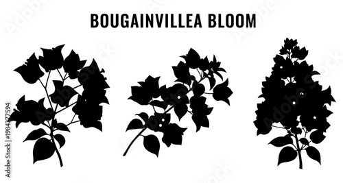 Bougainvillea bloom silhouettes isolated on white background for graphic design