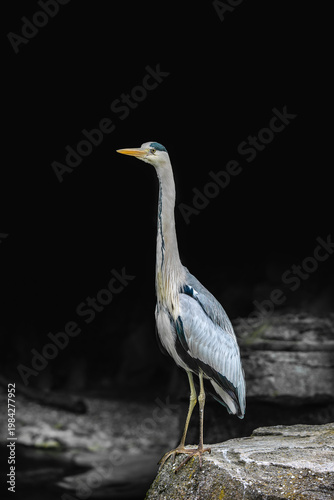 Grey Heron standing on rock with dark background with copy space