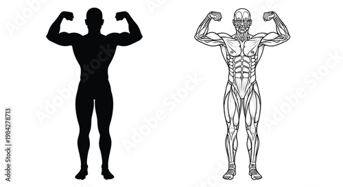 A stark visual comparison of a muscular physique showcasing a dark silhouette alongside a detailed anatomical rendering silhouette high quality professional modern elegant stylish