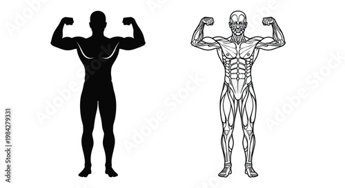 A striking visual comparison of a muscular physique presented as a solid black silhouette alongside its detailed anatomical counterpart silhouette high quality professional modern