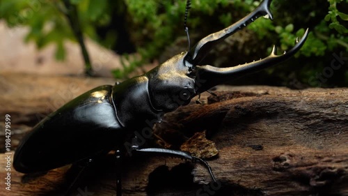 The stag beetle. Prosopocoilus giraffa, The giraffe stag beetle and is a member of the family Lucanidae in Thailand.