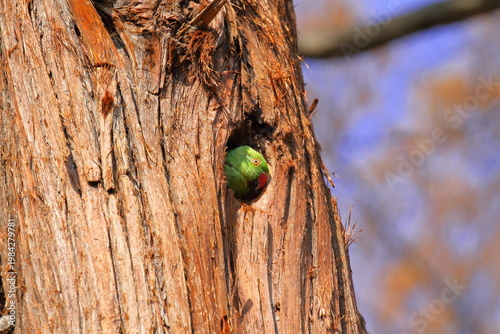 巣穴から顔を出すワカケホンセイインコ（雌）