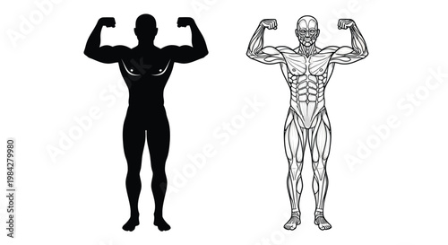 A striking visual comparison showcases a muscular physique contrasting a dark silhouette against a detailed anatomical illustration silhouette high quality professional modern elegant stylish