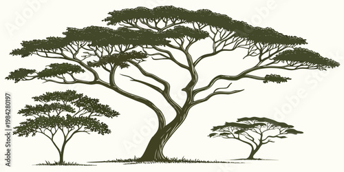 Group of acacia trees in a detailed hand drawn landscape style with black white tree illustration savannah illustration botanical wildlife landscape woodland environment monochrome engraving