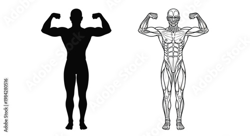 A striking visual comparison depicts a muscular physique showcasing both a detailed anatomical drawing and its corresponding black silhouette high quality professional modern elegant