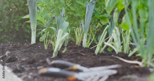 Vertical video: Camera pulling focus revealing trowel and fork with black handles on raised bed