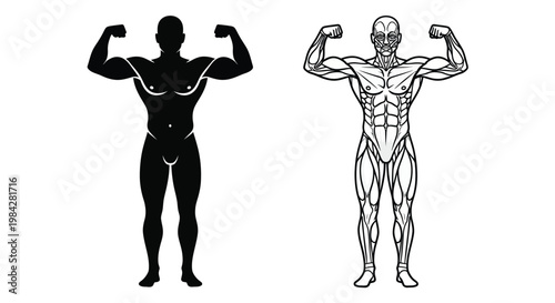 A striking comparison of human anatomy is displayed with a solid black figure alongside a detailed muscular rendering silhouette high quality professional modern elegant