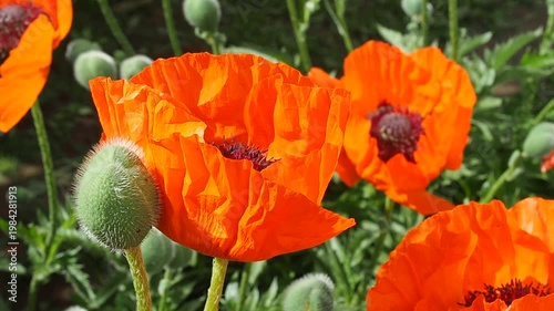 Red poppies bloom from the garden. Wasps collect nectar from a flower. Selective focus. Papaver orientale