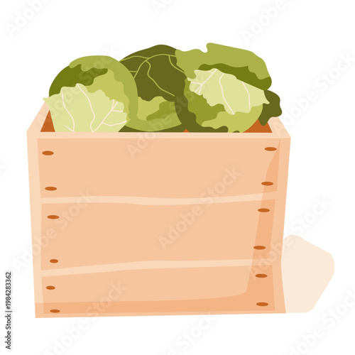 Wooden box with cabbage. Useful vegetable. Farmers market. Storage, transportation of products to the store. Vector