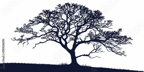 Silhouette of a large mature tree with dense branches black and white silhouette branches botanical outdoors isolated minimalist environment artistic landscape