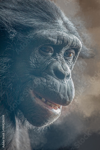 Chimpanzee Portrait Smiling Gently with Copy Space