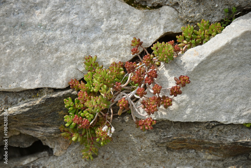 A hardy succulent plant sedum grows through a crack in a gray rock Nature flora