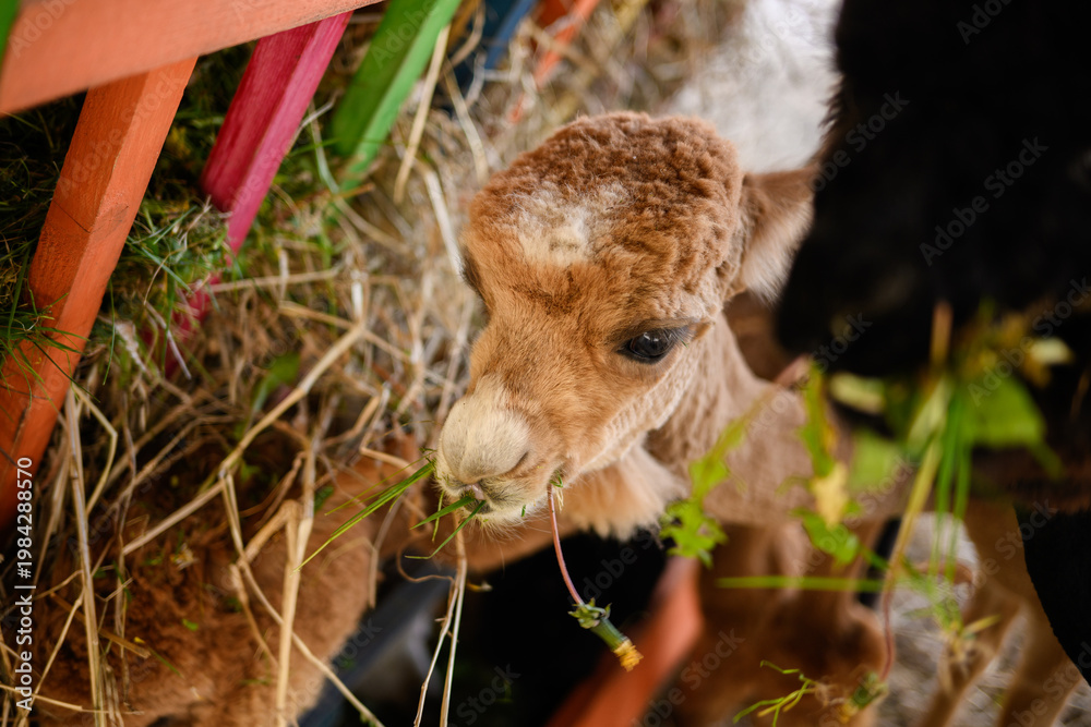 Fototapeta premium Baby alpaca cria eating fresh grass and hay on farm. Concept of animal growth, agriculture, cute fluffy alpaca portrait in rural environment, organic livestock farming, welfare, eco-friendly farming